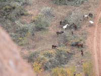 horses in canyon 