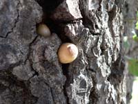 acorns 2 