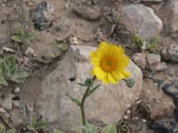 lone desert flower 