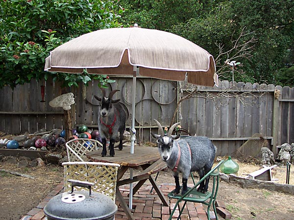 GoatsInYard