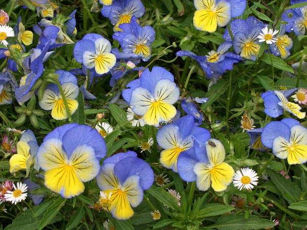 Pansies.sharp fly